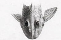 рис. 4: Chaetostomus macrops - Kopf
