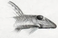 рис. 5: Chaetostomus macrops - Type