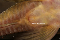 Pic. 20: Hemiancistrus subviridis (L 200)