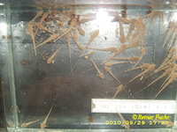 Bild 6: Hemiloricaria formosa/Rineloricaria formosa