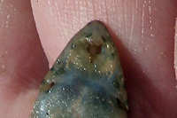 Pic. 62: Hemiloricaria formosa
