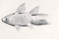 рис. 4: Rineloricaria konopickyi - Ventralansicht