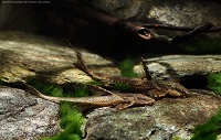 Bild 5: Hemiloricaria lanceolata/Rineloricaria lanceolata