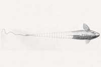 Bild 6: Rineloricaria magdalenae - Weibchen - Dorsal