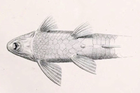рис. 7: Rineloricaria magdalenae - Weibchen - ventral