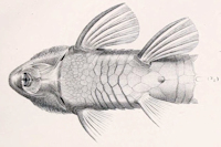 рис. 4: Rineloricaria magdalenae - Männchen - Ventral