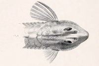 Bild 3: Rineloricaria magdalenae - Männchen - Dorsal