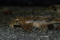 Bild 8: Hemiloricaria melini/Rineloricaria melini