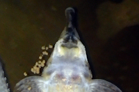 Bild 10: Hemiodontichthys acipenserinus