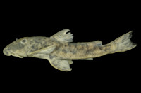 Bild 3: Hemipsilichthys gobio, MNRJ 43868, 75.3 mm SL