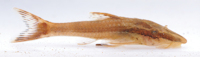 Hisonotus acuen, LBP 16284, live specimen, from affluent of rio Toguro, Querência, Mato Grosso State, Brazil.