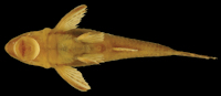 рис. 3: Ventral view of Hisonotus acuen, MZUSP 115350, female, 25.9 mm SL, holotype, from Mato Grosso State, municipality of Querência, affluent of rio Toguro
