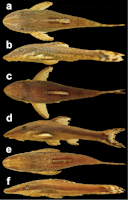 Pic. 5: Variation in external morphology and coloration of Hisonotus acuen