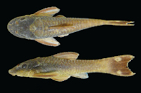Hisonotus carreiro, MCP 44515, holotype, female, 35.4 mm SL. Rio Carreiro downstream Carreiro bathing spot, Serafina Corrêa. Brazil