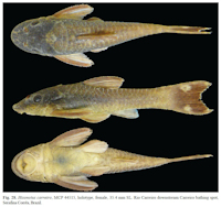 Pic. 3: Hisonotus carreiro, MCP 44515, holotype, female, 35.4 mm SL. Rio Carreiro downstream Carreiro bathing spot, Serafina Corrêa. Brazil