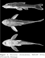 Bild 6: Hisonotus chromodontus, MZUSP 45322, 25,8 mm SL, Holotype