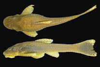 Bild 2: Hisonotus laevior, MCN 12682, female, 46.0 mm SL. Arroio Inhuquipá, São Lourenço do Sul, Brazil.