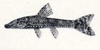 рис. 6: Hisonotus maculipinnis