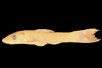 Pic. 2: Hisonotus ringueleti, paratype, lateral