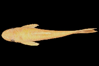 Bild 3: Hisonotus ringueleti, paratype, dorsal