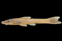 Paratype of Hisonotus taimensis, MAPA 1068, female, 46.5 mm SL.