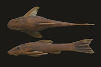 Hisonotus thayeri , new species, MNRJ 42382, holotype, 36.7 mm SL, female, Brazil, Espírito Santo State, Guarapari Municipality, rio Benevente drainage.