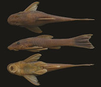 рис. 3: Hisonotus thayeri , new species, MNRJ 42382, holotype, 36.7 mm SL, female, Brazil, Espírito Santo State, Guarapari Municipality, rio Benevente drainage.