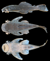 рис. 3: Holotype of Hopliancistrus munduruku. MZUSP 112207, 155.3 mm SL, from Rio Curua´, tributary of Rio Iriri,
Rio Xingu basin