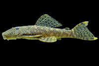 Bild 2: Hopliancistrus munduruku, MZUSP 96964, 77.8 mm SL, paratype from Rio Curua