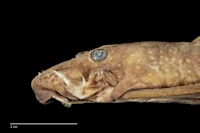 Bild 5: Hopliancistrus tricornis (L 212)