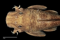Bild 6: Hopliancistrus tricornis (L 212)