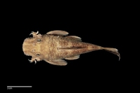 Bild 7: Hopliancistrus tricornis (L 212)