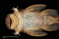 Bild 9: Hopliancistrus tricornis (L 212)