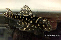 Pic. 4: Hypancistrus sp. "Kolumbien"