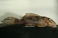 Pic. 24: Hypancistrus sp. "L 136" / "LDA 5"