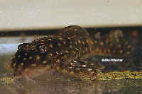 Bild 11: Hypancsitrus sp. "L201", male