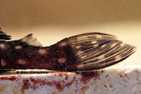 Bild 7: Hypancsitrus sp. "L201", male