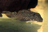 Bild 3: Hypancistrus margaritatus (L 404)