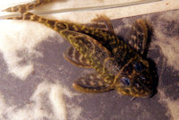 Bild 7: Hypancistrus sp. "L454" Männchen, ca. 12,5 cm TL