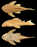 рис. 3: Hypancistrus phantasma sp. n., holotype, 123.3 mm SL, dorsal, lateral, and ventral views, MZUSP 116531, Rio Uaupes. Photographs by M Tan.