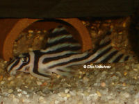 Bild 7: Hypancistrus zebra (L 46)