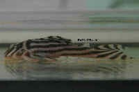 рис. 3: Hypancistrus zebra (L 46)