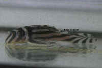 рис. 6: Hypancistrus zebra (L 46)
