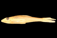 Bild 2: Hypoptopoma brevirostratum, holotype, lateral