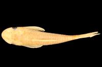 Bild 3: Hypoptopoma brevirostratum, holotype, dorsal