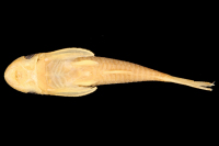 Bild 4: Hypoptopoma brevirostratum, holotype, ventral