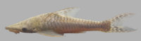 Hypoptopoma incognitum; 83.9 mm SL; INPA 43865