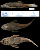 рис. 3: Hypoptopoma spectabile, holotype