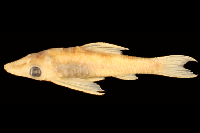 Bild 2: Hypoptopoma sternoptychum, paratype, río Aguarico, Napo, Ecuador, lateral