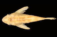 Bild 3: Hypoptopoma sternoptychum, paratype, río Aguarico, Napo, Ecuador, dorsal